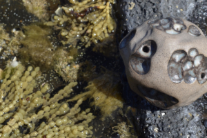 Rubee Prattley-Jones | RPJ Ceramics and Art